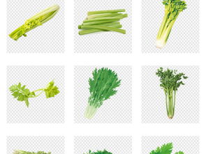 新鲜蔬菜香菜水芹菜免扣素材图片模板下载指南